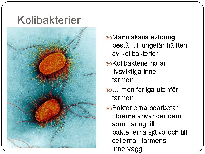 Kolibakterier Människans avföring består till ungefär hälften av kolibakterier Kolibakterierna är livsviktiga inne i