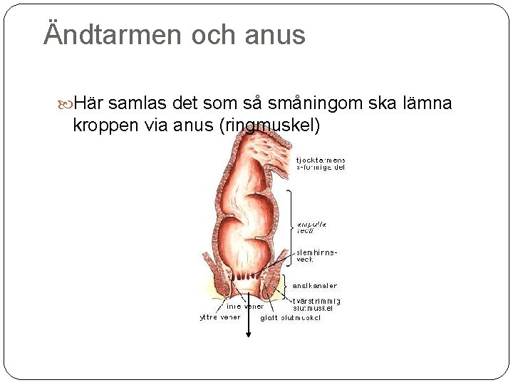 Ändtarmen och anus Här samlas det som så småningom ska lämna kroppen via anus