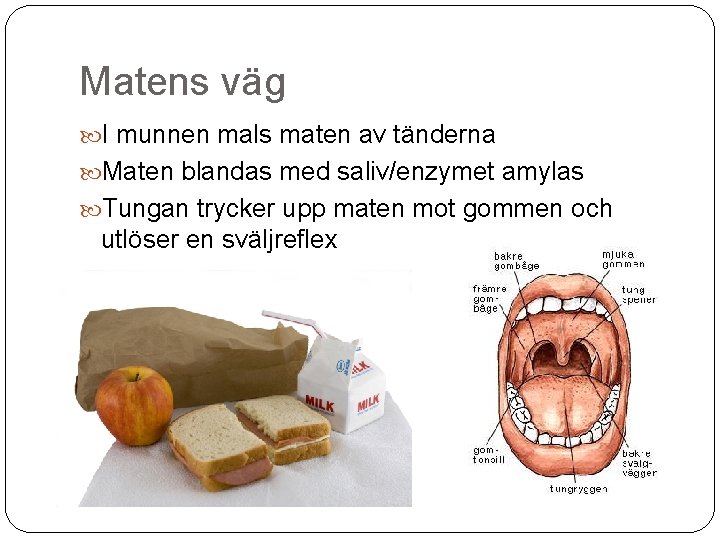 Matens väg I munnen mals maten av tänderna Maten blandas med saliv/enzymet amylas Tungan