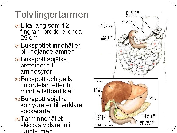 Tolvfingertarmen Lika lång som 12 fingrar i bredd eller ca 25 cm Bukspottet innehåller