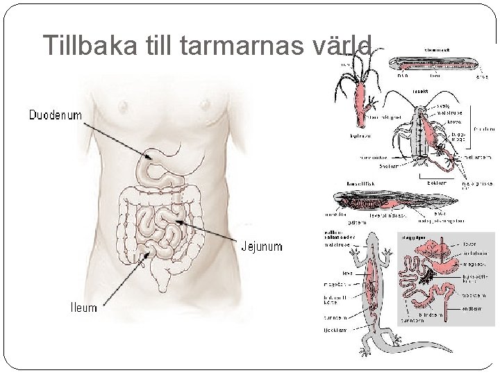 Tillbaka till tarmarnas värld 