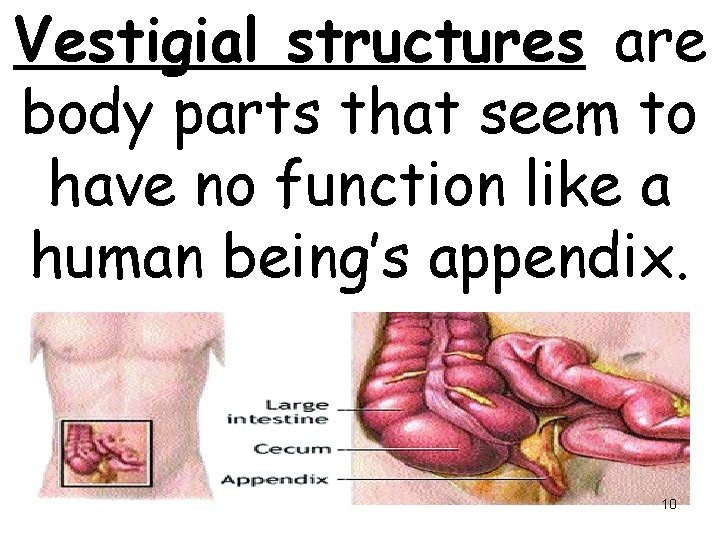 Vestigial structures are body parts that seem to have no function like a human