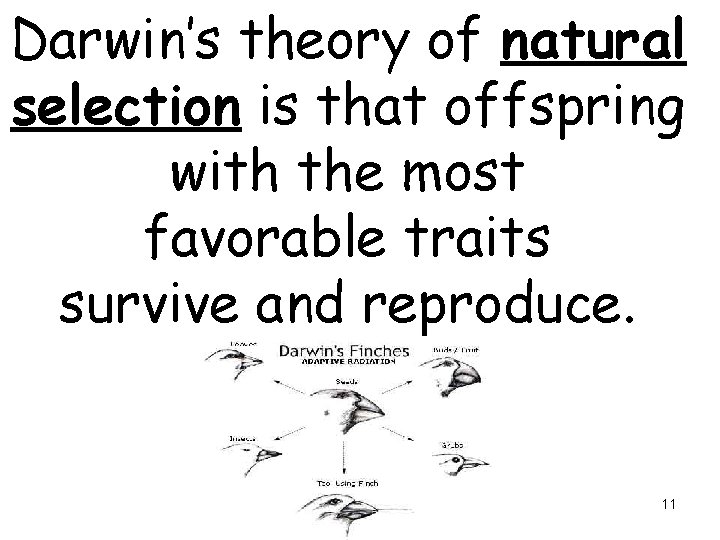 Darwin’s theory of natural selection is that offspring with the most favorable traits survive