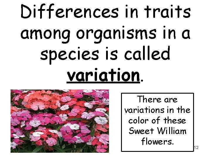 Differences in traits among organisms in a species is called variation. There are variations