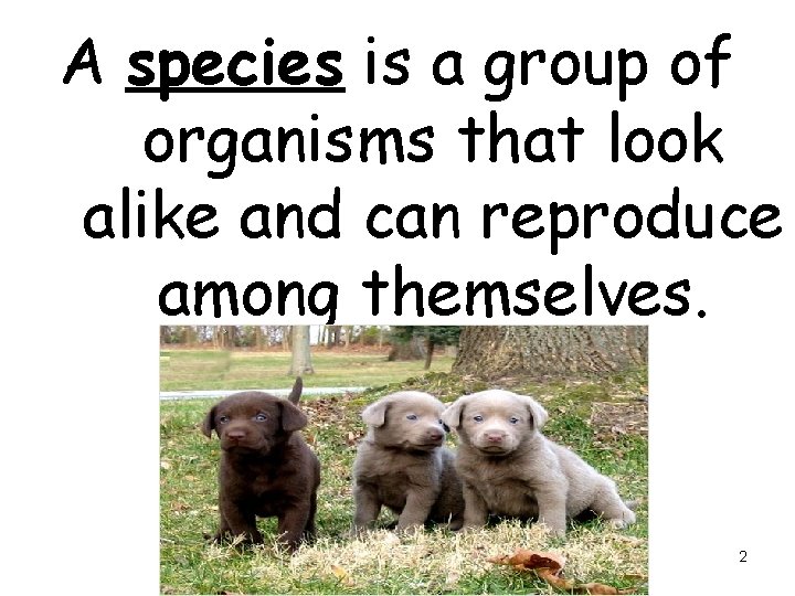 A species is a group of organisms that look alike and can reproduce among