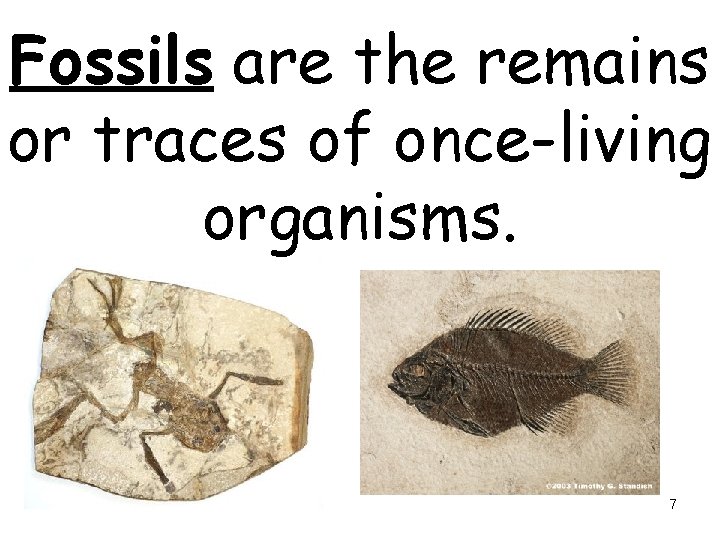 Fossils are the remains or traces of once-living organisms. 7 