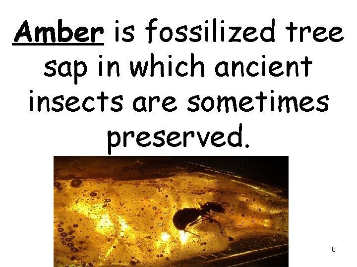 Amber is fossilized tree sap in which ancient insects are sometimes preserved. 8 