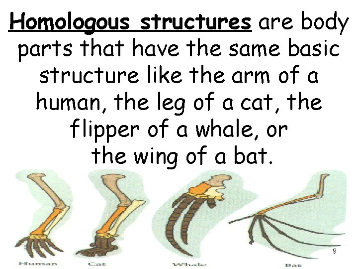 Homologous structures are body parts that have the same basic structure like the arm