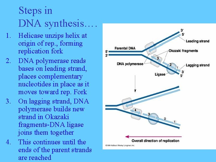 Steps in DNA synthesis…. 1. Helicase unzips helix at origin of rep. , forming
