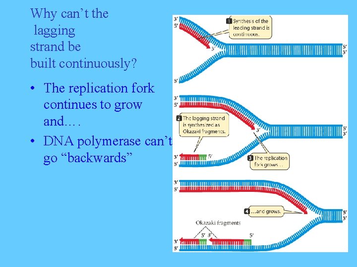 Why can’t the lagging strand be built continuously? • The replication fork continues to