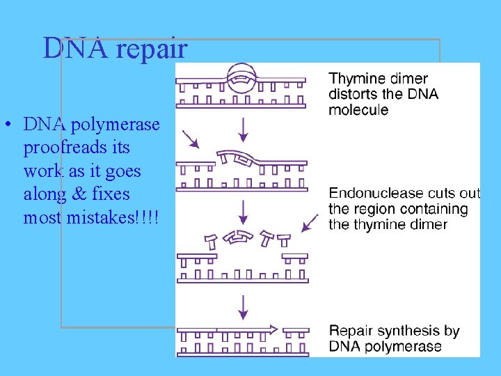 DNA repair • DNA polymerase proofreads its work as it goes along & fixes