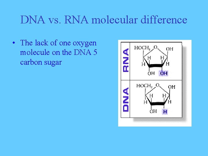 DNA vs. RNA molecular difference • The lack of one oxygen molecule on the