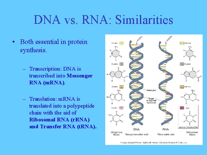 DNA vs. RNA: Similarities • Both essential in protein synthesis. – Transcription: DNA is
