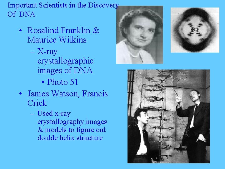 Important Scientists in the Discovery Of DNA • Rosalind Franklin & Maurice Wilkins –