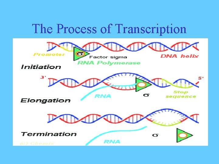 The Process of Transcription 
