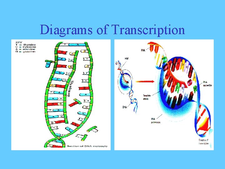 Diagrams of Transcription 
