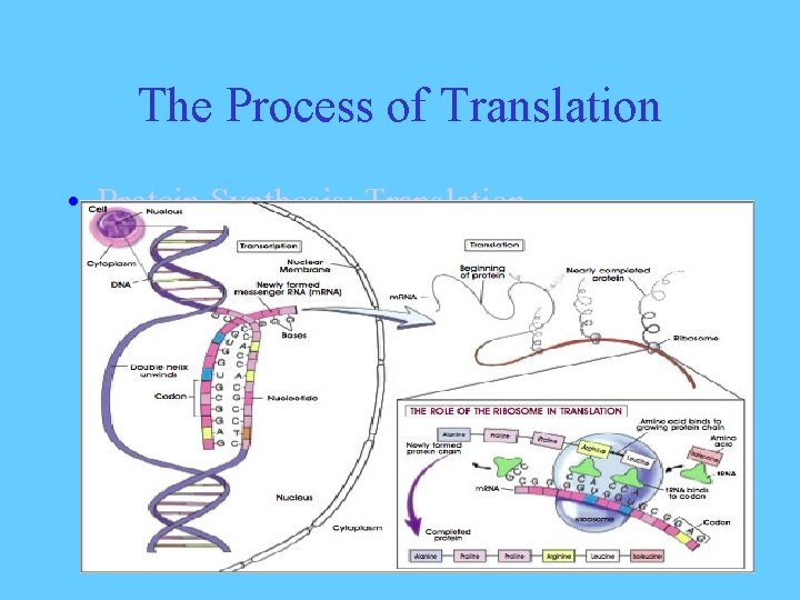 The Process of Translation • Protein Synthesis: Translation 