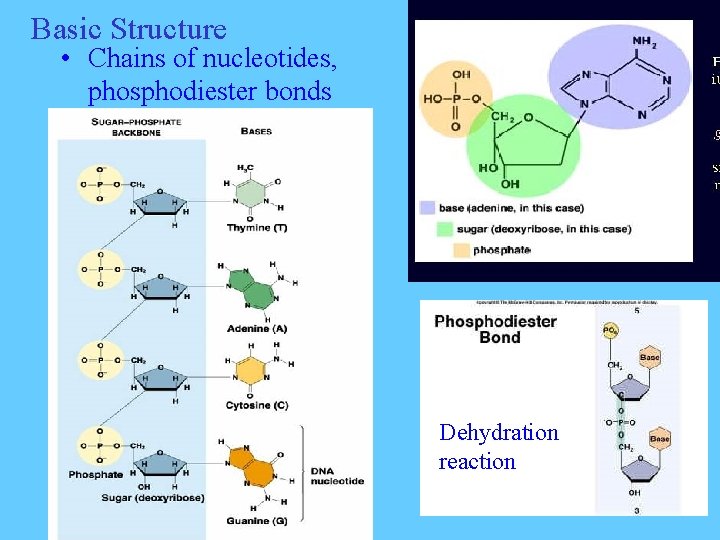Basic Structure • Chains of nucleotides, phosphodiester bonds Dehydration reaction 