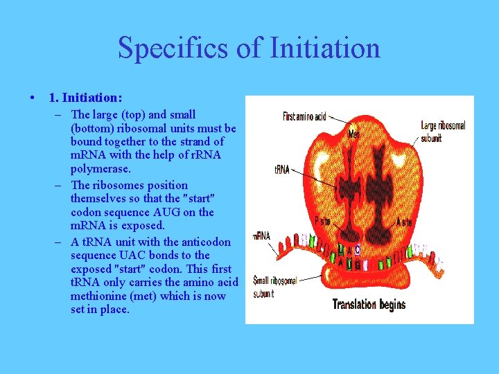Specifics of Initiation • 1. Initiation: – The large (top) and small (bottom) ribosomal