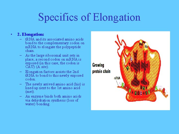 Specifics of Elongation • 2. Elongation: – t. RNA and its associated amino acids