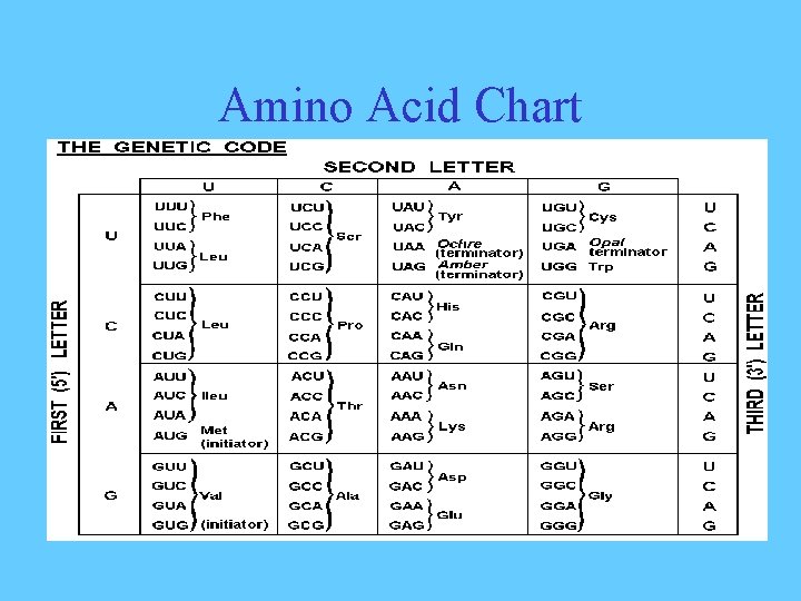 Amino Acid Chart 