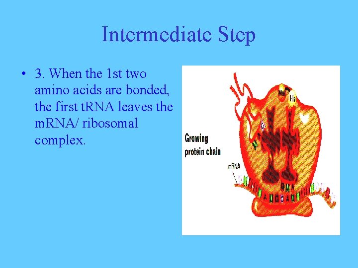 Intermediate Step • 3. When the 1 st two amino acids are bonded, the