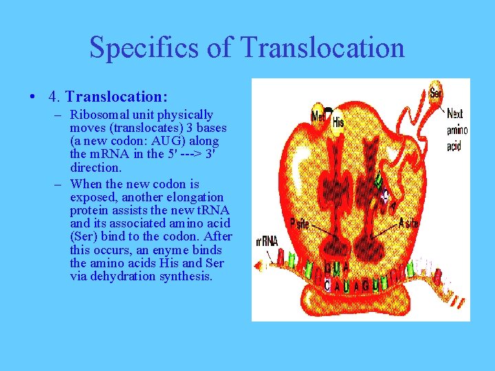 Specifics of Translocation • 4. Translocation: – Ribosomal unit physically moves (translocates) 3 bases