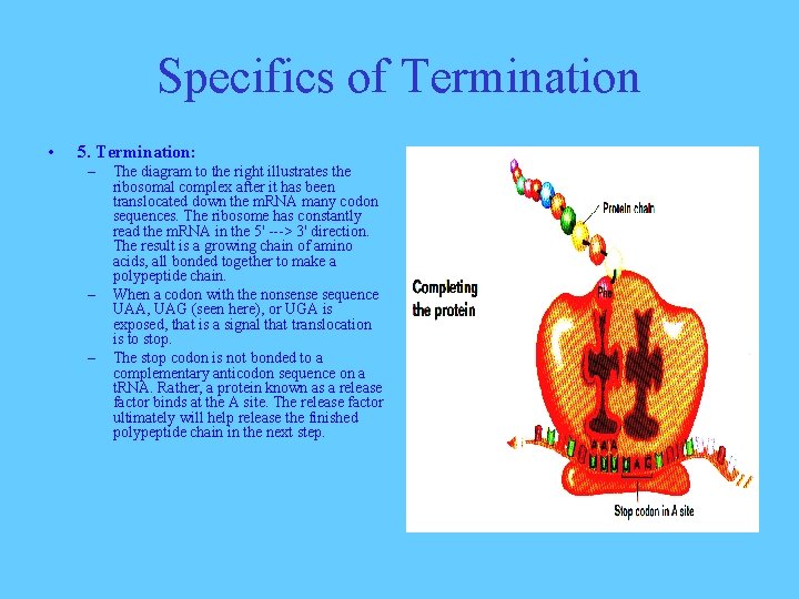 Specifics of Termination • 5. Termination: – – – The diagram to the right