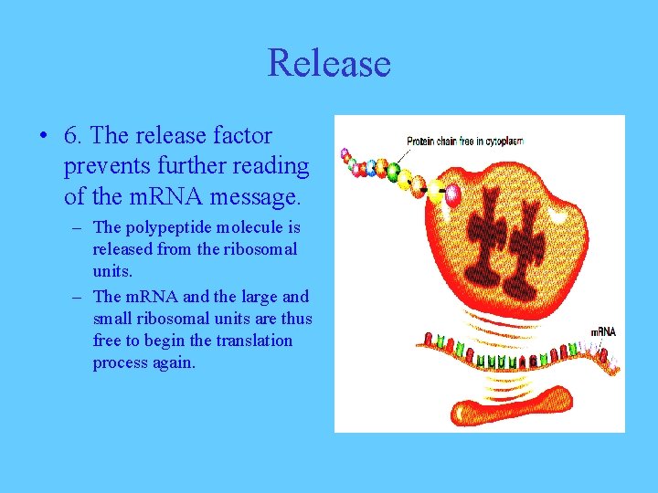 Release • 6. The release factor prevents further reading of the m. RNA message.
