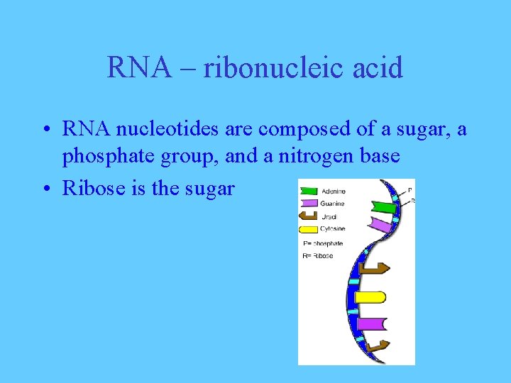 RNA – ribonucleic acid • RNA nucleotides are composed of a sugar, a phosphate