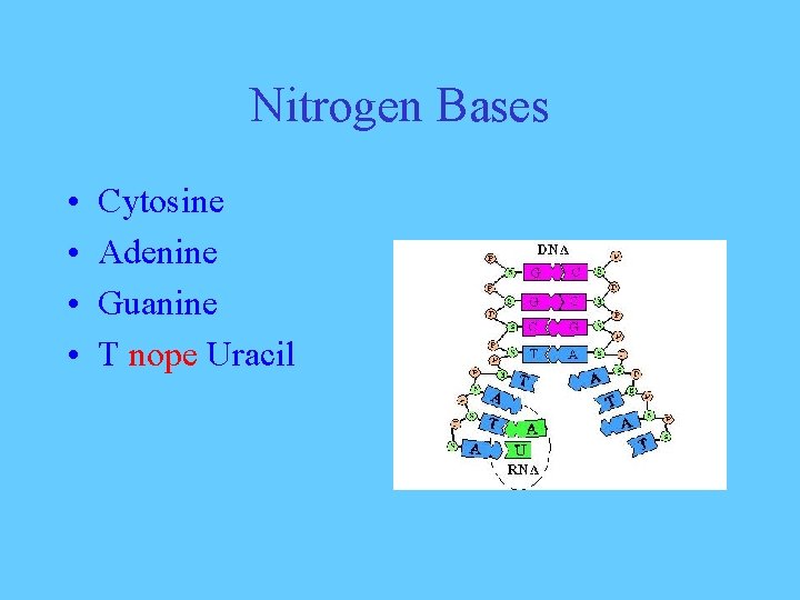 Nitrogen Bases • • Cytosine Adenine Guanine T nope Uracil 