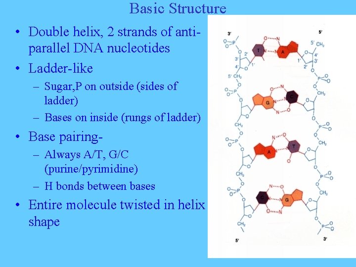 Basic Structure • Double helix, 2 strands of antiparallel DNA nucleotides • Ladder-like –
