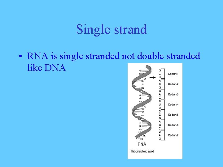 Single strand • RNA is single stranded not double stranded like DNA 