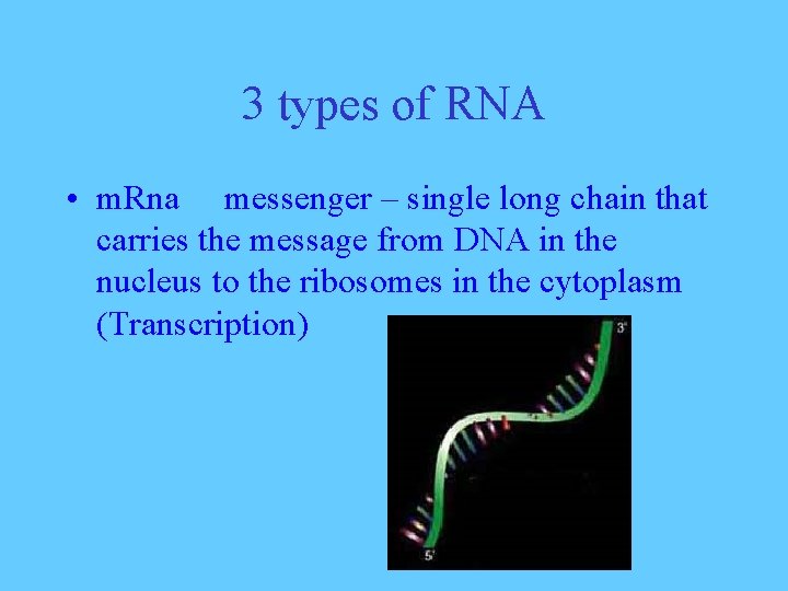 3 types of RNA • m. Rna messenger – single long chain that carries