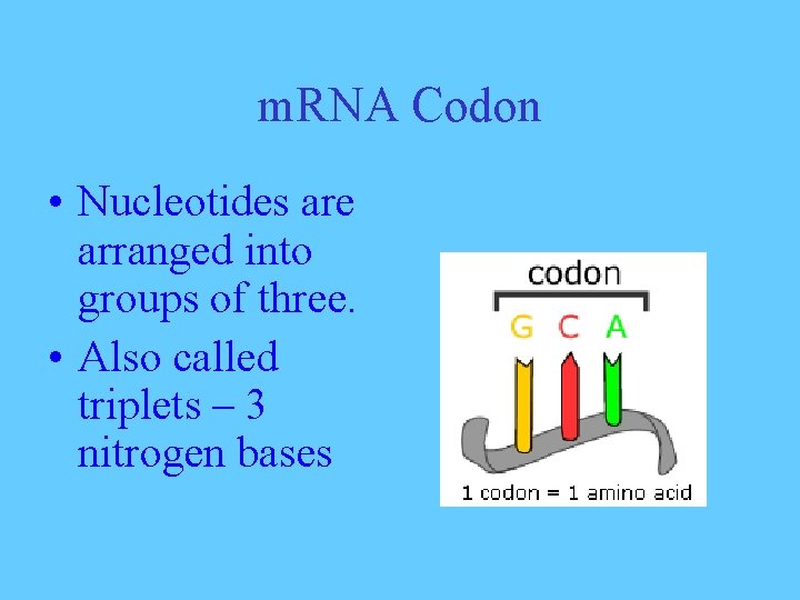 m. RNA Codon • Nucleotides are arranged into groups of three. • Also called