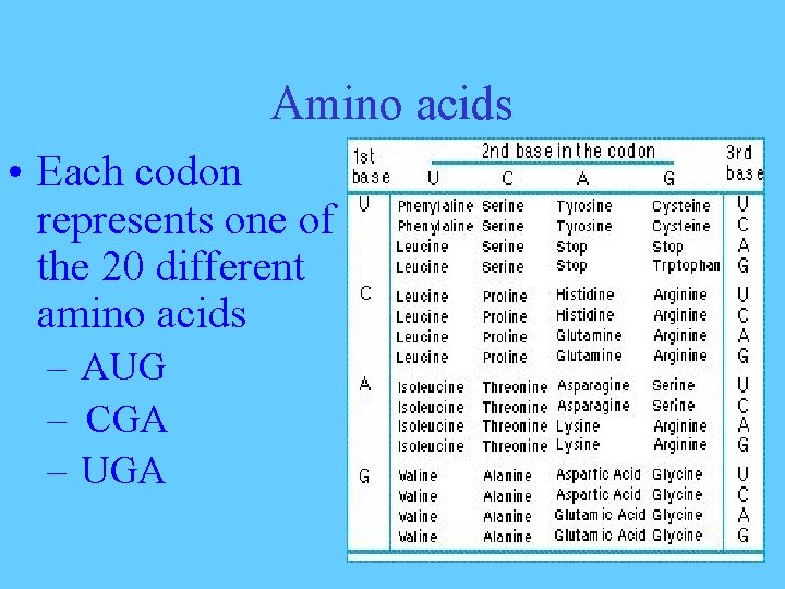Amino acids • Each codon represents one of the 20 different amino acids –