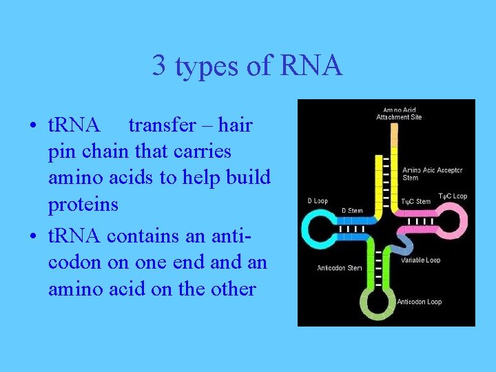 3 types of RNA • t. RNA transfer – hair pin chain that carries