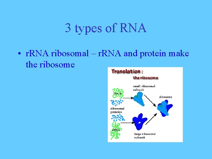 3 types of RNA • r. RNA ribosomal – r. RNA and protein make