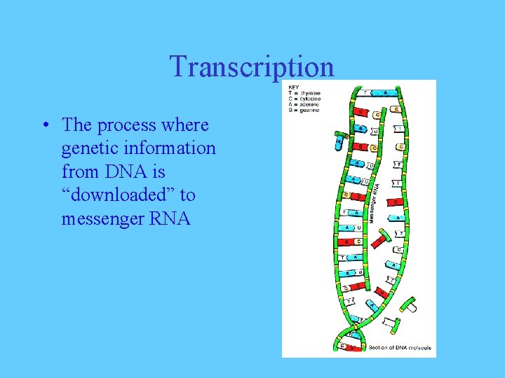 Transcription • The process where genetic information from DNA is “downloaded” to messenger RNA