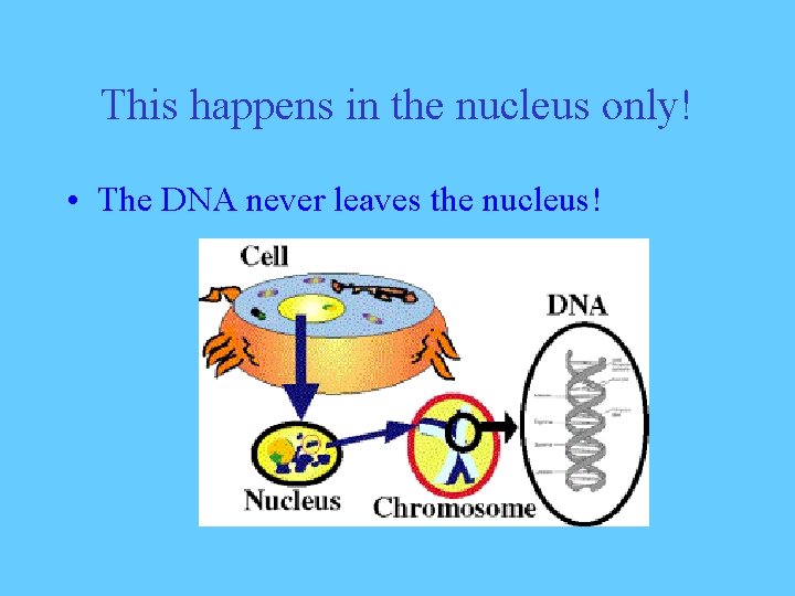 This happens in the nucleus only! • The DNA never leaves the nucleus! 