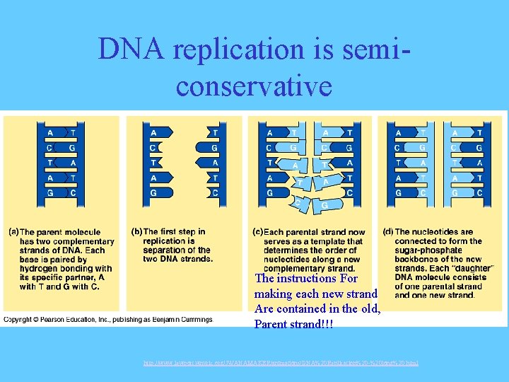 DNA replication is semiconservative The instructions For making each new strand Are contained in