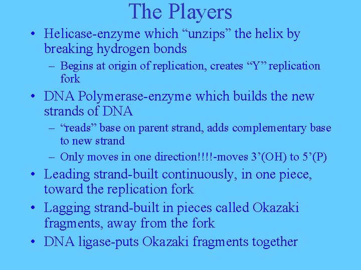 The Players • Helicase-enzyme which “unzips” the helix by breaking hydrogen bonds – Begins