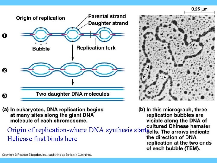 Origin of replication-where DNA synthesis starts Helicase first binds here 