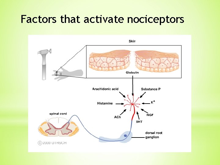 Factors that activate nociceptors 