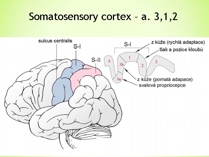 Somatosensory cortex – a. 3, 1, 2 