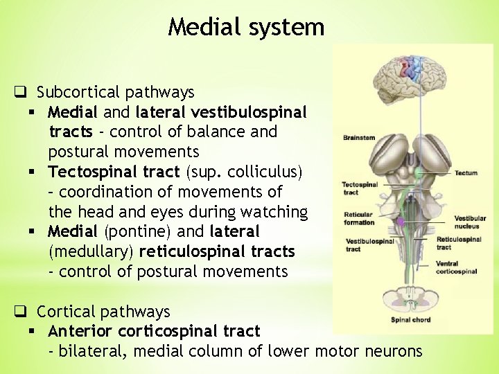 Medial system q Subcortical pathways § Medial and lateral vestibulospinal tracts - control of