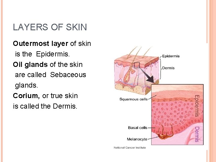 LAYERS OF SKIN Outermost layer of skin is the Epidermis. Oil glands of the