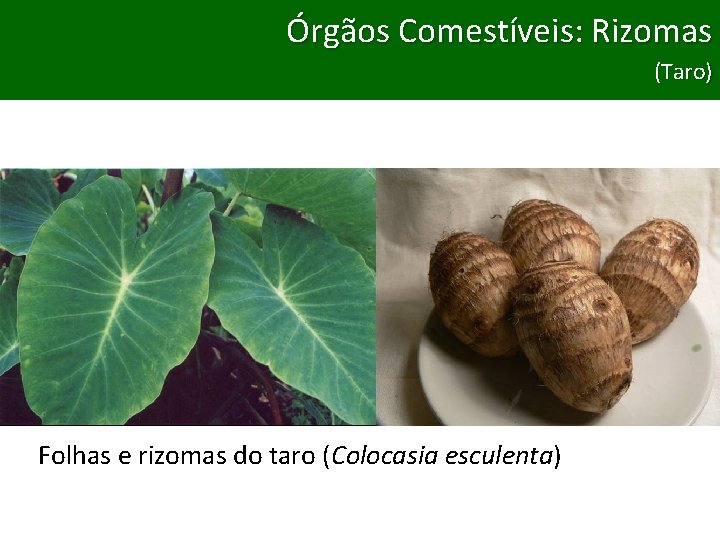 Órgãos Comestíveis: Bulbos Rizomas Órgãos Comestíveis: (Taro) (Cebola e Alho) Folhas e rizomas do