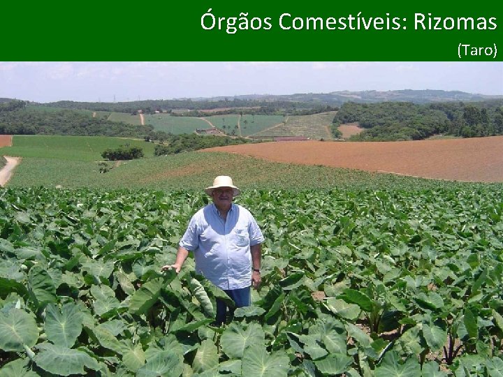 Órgãos Comestíveis: Bulbos Rizomas Órgãos Comestíveis: (Taro) (Cebola e Alho) 