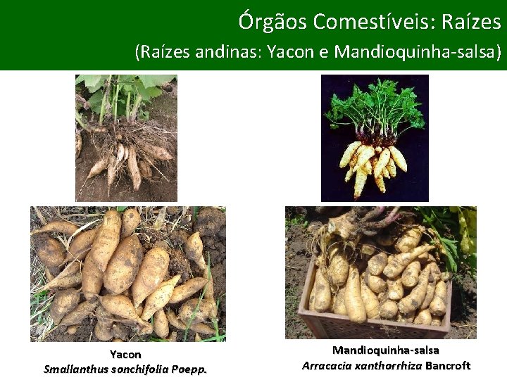 Comestíveis: Raízes Órgãos Comestíveis: Bulbos (Raízes andinas: Yacon e Mandioquinha-salsa) (Cebola e Alho) Yacon